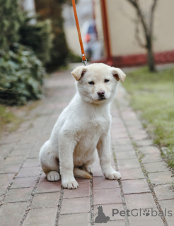 Photo №3. Little puppy heart is looking for a home. Russian Federation