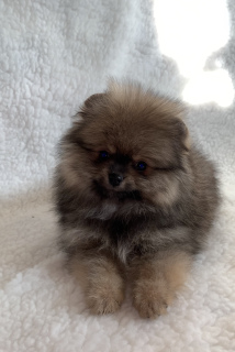 Photo №1. pomeranian - for sale in the city of Москва | Negotiated | Announcement № 5642