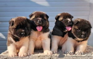 Photo №1. american akita - for sale in the city of Kraljevo | negotiated | Announcement № 119297