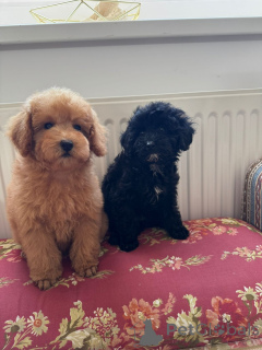 Photo №1. otterhound - for sale in the city of Belgrade | negotiated | Announcement № 144405