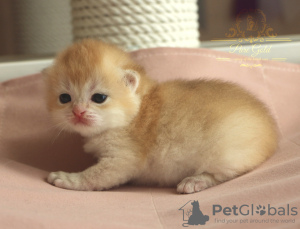 Photo №4. I will sell british shorthair in the city of Izhevsk. from nursery - price - 1000$
