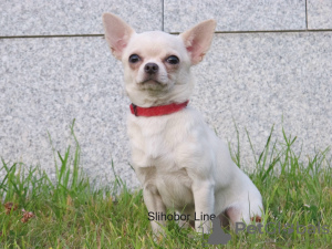 Photo №3. Chihuahua girl white - cream. Russian Federation