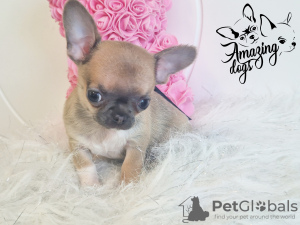 Photo №4. I will sell chihuahua in the city of Głogów. breeder - price - 1479$
