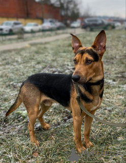 Photo №2 to announcement № 161437 for the sale of non-pedigree dogs - buy in Russian Federation private announcement