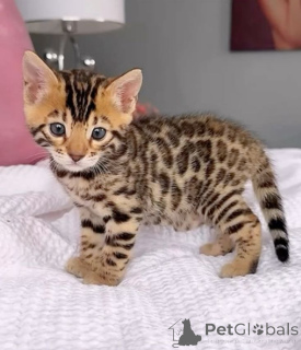 Photo №1. bengal cat - for sale in the city of Lisbon | negotiated | Announcement № 173061