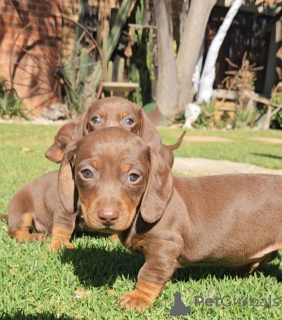 Photo №1. dachshund - for sale in the city of Remich | negotiated | Announcement № 166996
