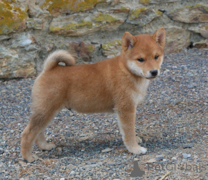 Photo №1. shiba inu - for sale in the city of Liège | Is free | Announcement № 173717