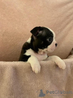 Additional photos: Adorable Boston Terrier Puppies for free adoption