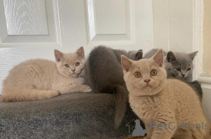 Photo №1. british shorthair - for sale in the city of America | Is free | Announcement № 165669