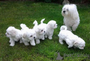 Photo №2 to announcement № 21501 for the sale of maltese dog - buy in Egypt private announcement