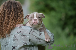 Photo №4. I will sell american bully in the city of Minsk. from nursery - price - 2000$