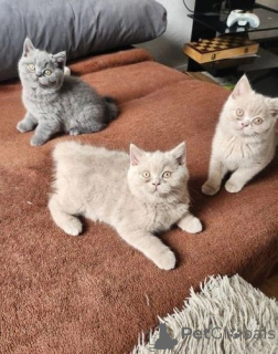 Photo №1. british shorthair - for sale in the city of Geneva | 413$ | Announcement № 172042