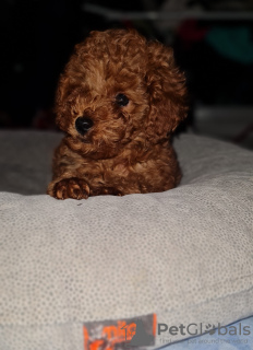 Photo №2 to announcement № 97156 for the sale of poodle (toy) - buy in Bulgaria private announcement