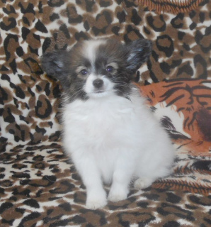 Photo №1. papillon dog - for sale in the city of Anapa | 484$ | Announcement № 4371