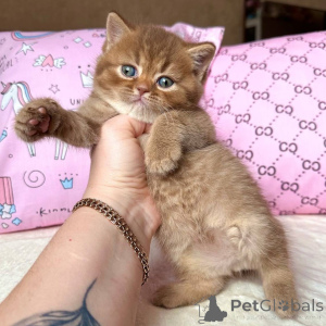 Photo №3. Bright eyes, soft paws, and a heart full of love meet Luna.. Germany