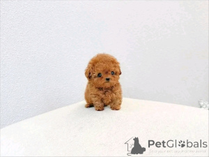 Photo №1. poodle (toy) - for sale in the city of Berlin | 258$ | Announcement № 170101