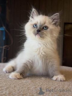 Photo №3. Strong, sweet, and full of heart Leo is the king of cuddles and charm.. Germany