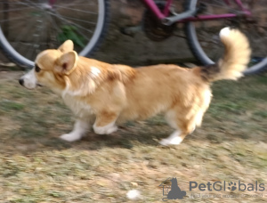 Photo №4. I will sell welsh corgi in the city of Belgrade.  - price - 423$