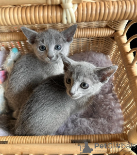 Photo №1. russian blue - for sale in the city of Helsinki | Is free | Announcement № 129122