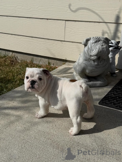 Photo №2 to announcement № 173721 for the sale of english bulldog - buy in Germany breeder