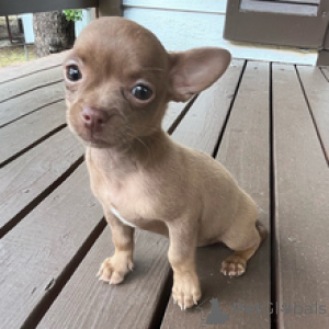 Photo №4. I will sell chihuahua in the city of Berlin. private announcement - price - 671$