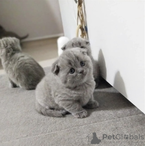 Photo №4. I will sell british shorthair in the city of Munich. breeder - price - 264$