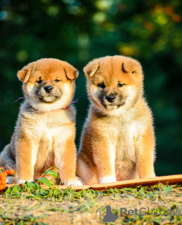 Photo №2 to announcement № 12093 for the sale of shiba inu - buy in Belarus private announcement