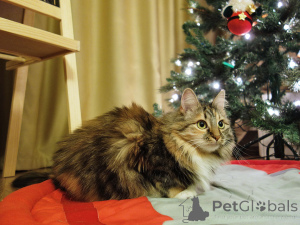 Photo №2 to announcement № 161237 for the sale of  - buy in Russian Federation private announcement