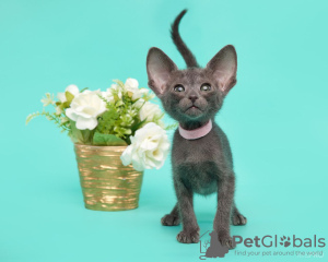 Photo №2 to announcement № 132333 for the sale of oriental shorthair - buy in Russian Federation from nursery