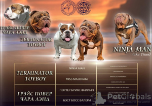 Photo №1. english bulldog - for sale in the city of Москва | 2366$ | Announcement № 11210