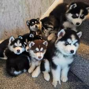 Photo №1. siberian husky - for sale in the city of Madrid | 723$ | Announcement № 165994