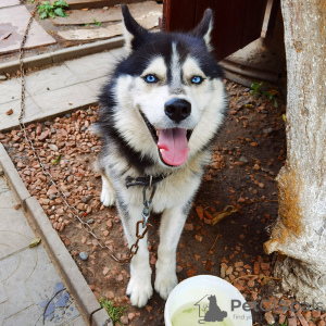Photo №2 to announcement № 11312 for the sale of siberian husky - buy in Ukraine private announcement