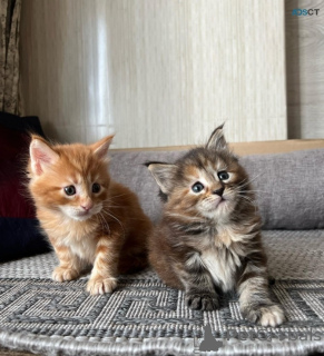 Photo №1. maine coon - for sale in the city of Tallinn | negotiated | Announcement № 169776