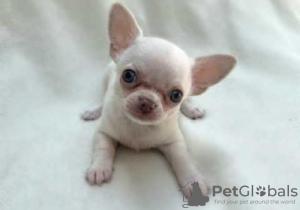 Photo №1. chihuahua - for sale in the city of Alajärvi | Is free | Announcement № 128226