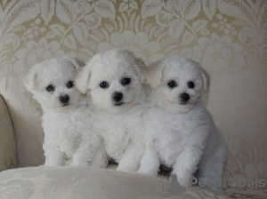 Photo №2 to announcement № 72888 for the sale of bichon frise - buy in Ukraine breeder