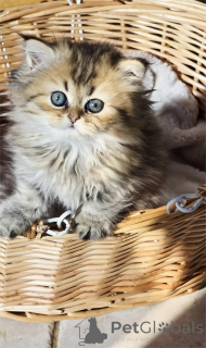 Photo №1. persian cat - for sale in the city of Ankum | 329$ | Announcement № 153073