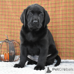 Photo №4. I will sell labrador retriever in the city of London Borough of Camden. private announcement - price - 723$