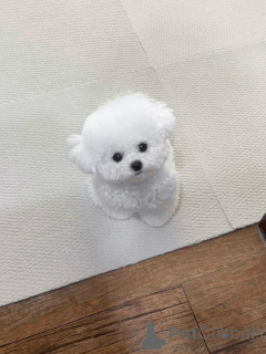 Photo №1. maltese dog - for sale in the city of Bremen | negotiated | Announcement № 156664