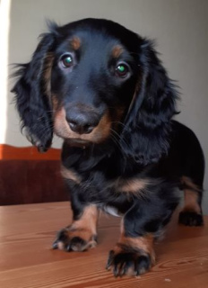 Photo №2 to announcement № 5044 for the sale of dachshund - buy in Ukraine breeder
