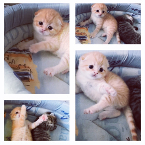 Photo №1. scottish straight, scottish fold - for sale in the city of Murmansk | 197$ | Announcement № 3280