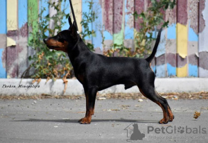 Photo №3. The breeder Monopoly promotes a purebred miniature pinscher.. Ukraine