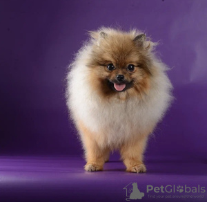 Photo №4. I will sell german spitz in the city of Москва. private announcement - price - negotiated