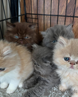 Photo №1. persian cat - for sale in the city of Berlin | negotiated | Announcement № 167312