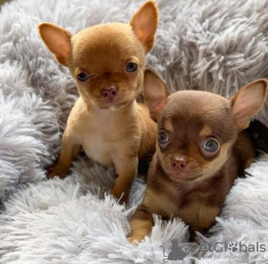 Photo №1. chihuahua - for sale in the city of Гранвилл | 480$ | Announcement № 89891