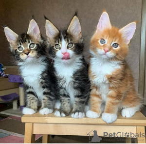 Photo №2 to announcement № 98535 for the sale of maine coon - buy in Slovenia private announcement, from nursery, from the shelter, breeder