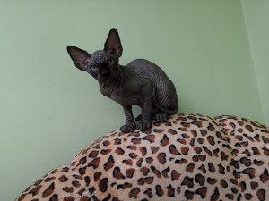 Photo №2 to announcement № 3016 for the sale of sphynx-katze - buy in Russian Federation from nursery, breeder