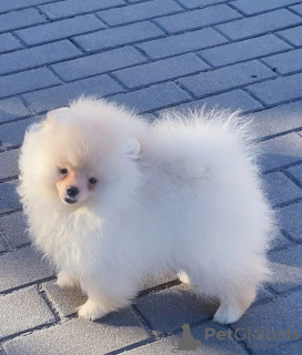 Photo №4. I will sell pomeranian in the city of Dnipro. breeder - price - 1500$