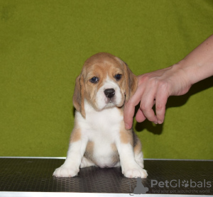 Photo №2 to announcement № 87489 for the sale of beagle - buy in Russian Federation from nursery