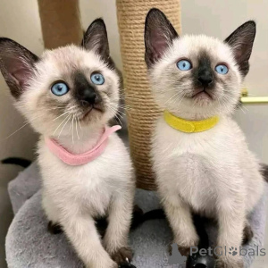 Photo №1. siamese cat - for sale in the city of Munich | negotiated | Announcement № 165044