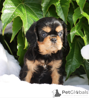 Photo №2 to announcement № 141333 for the sale of cavalier king charles spaniel - buy in Italy breeder